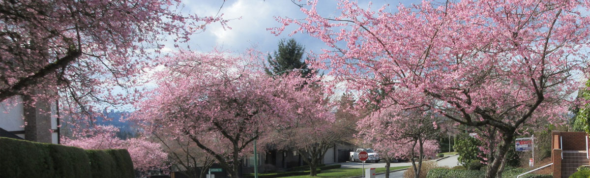 Whitcomb cherry trees.