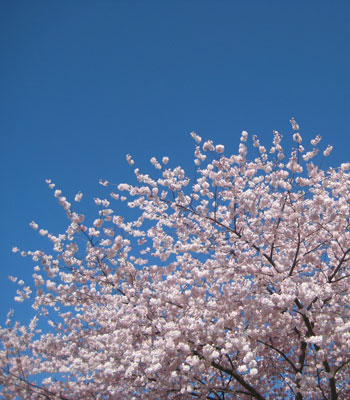 cherry tree