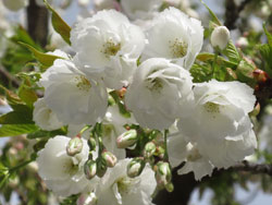 shogetsu cherry blossoms