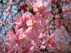 Whitcomb cherry blossoms at McSpaden Park in Vancouver (Photo: Jessica Tremblay)