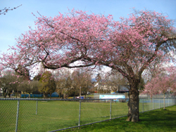 Whitcomb cherry trees at McSpaden Park in Vancouver.