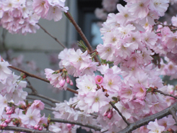 Accolade cherry blossoms at Vancouver City Hall (photo: Jessica Tremblay).