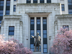 Accolade cherry blossoms at Vancouver City Hall (photo: Jessica Tremblay).