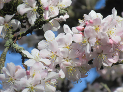 Pandora cherry blossoms at Mount Pleasant Park (Photo: jessica Tremblay)