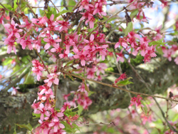 Okame cherry blossoms on Charles street in Burnaby, B.C. 