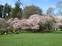 akebono cherry trees at the rose garden in Stanley Park