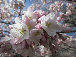 akebono cherry blsooms at the rose garden in Stanley Park