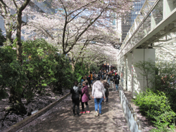 Akebono cherry blossoms at Burrard SkyTrain station