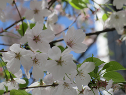 Akebono cherry blossoms at Burrard SkyTrain station in Vancouver