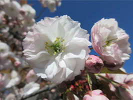 Shirofugen cherry blossoms