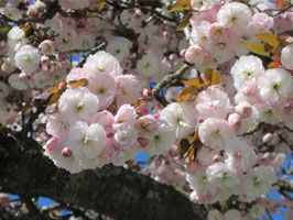 Shirofugen cherry blossoms