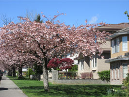 Shirofugen cherry tree