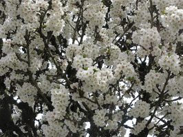 Umineko cherry blossoms