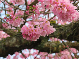 Afterglow cherry blossoms