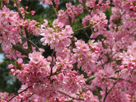 Afterglow cherry blossoms