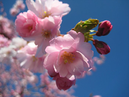 Accolade cherry blossoms