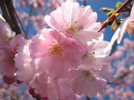 Accolade cherry blossoms