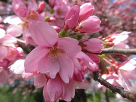 Afterglow cherry blossoms