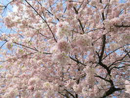 Akebono cherry blossoms