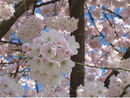 Akebono cherry blossoms