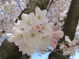 Akebono cherry blossoms