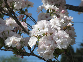 Amanogawa cherry blossoms