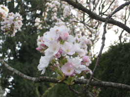 Amanogawa cherry blossoms