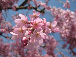 Beni-Shidare cherry blossoms