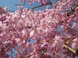 Beni-Shidare cherry blossoms