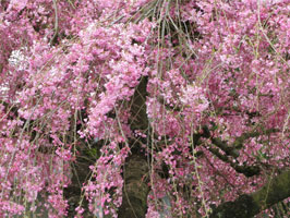 Beni-Shidare cherry blossomsBeni-Shidare