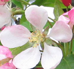 crab apple