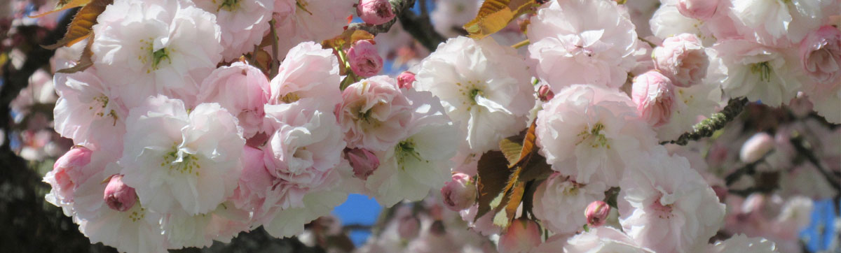 Accolade cherry blossoms at Vancouver City Hall with George Vancouver statue