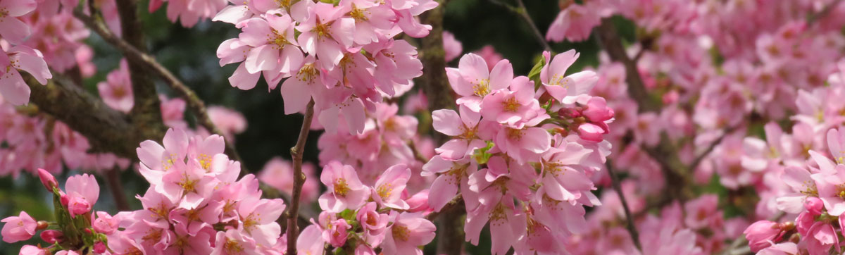 Afterglow cherry blossoms