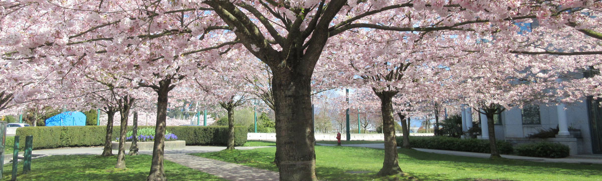 Accolade cherry blossoms at Vancouver City Hall with George Vancouver statue