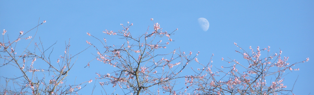 Accolade cherry blossoms at Vancouver City Hall with George Vancouver statue