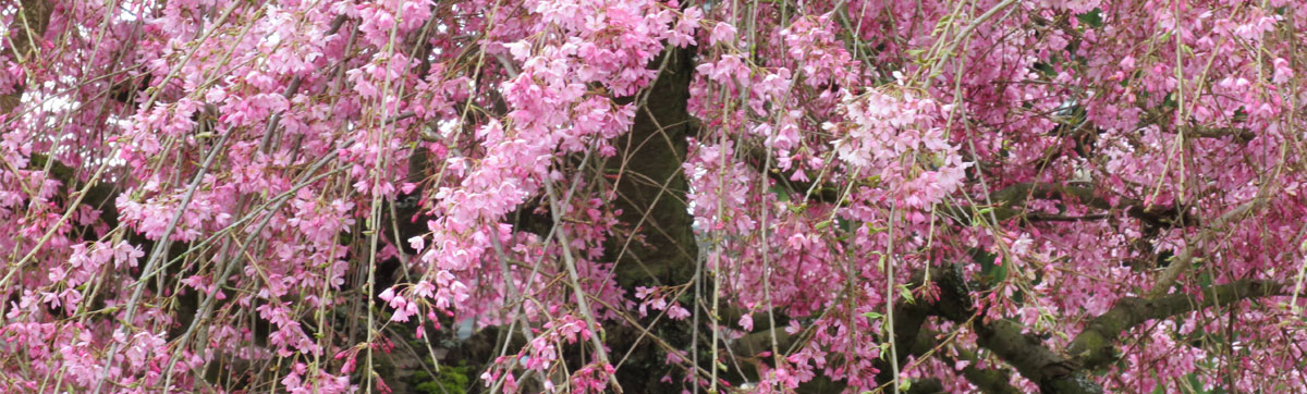 Beni-Shidare cherry blossoms