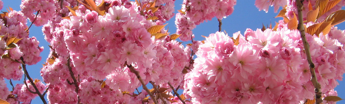 header_kanzan_CherryPinkWhite20060421_168