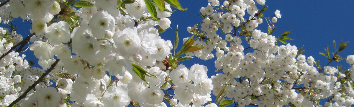 Shirotae cherry blossoms