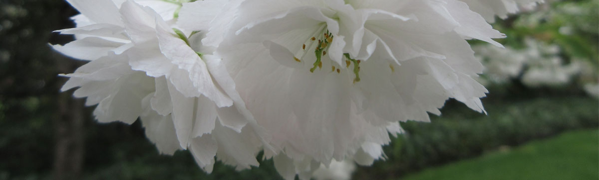 Shogetsu cherry blossoms