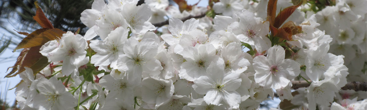 Taihaku cherry blossoms