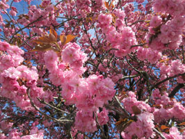 Kanzan cherry blossoms