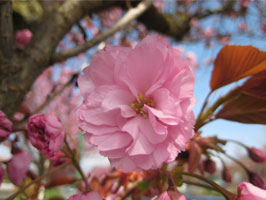 Kanzan cherry blossoms