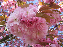 Kanzan cherry blossoms