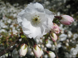 Shirotae cherry blossoms