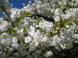 Shirotae cherry blossoms