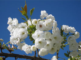 Shirotae cherry blossoms