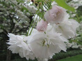 Shogetsu cherry petals have a ragged edge