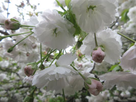 Shogetsu cherry blossoms