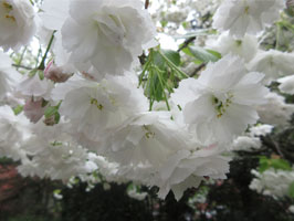 Shogetsu cherry blossoms