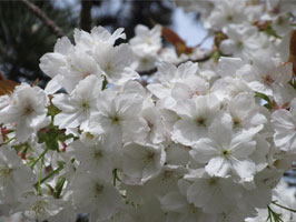 Tai Haku cherry blossoms